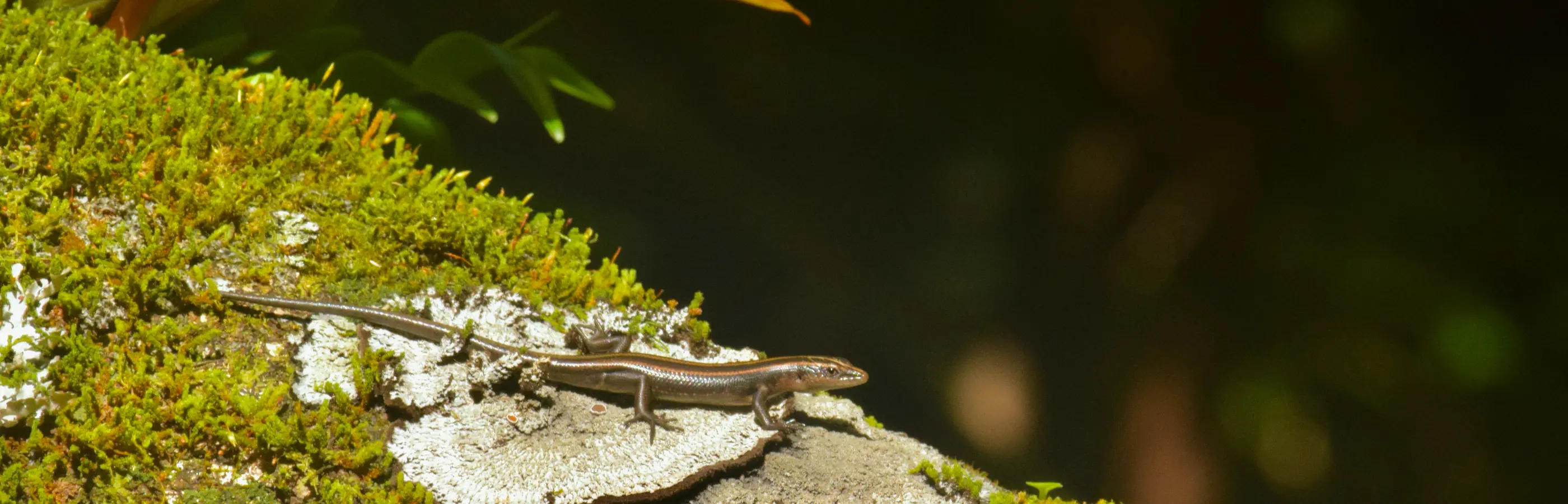 Macro photograph of Cook Islands biodiversity