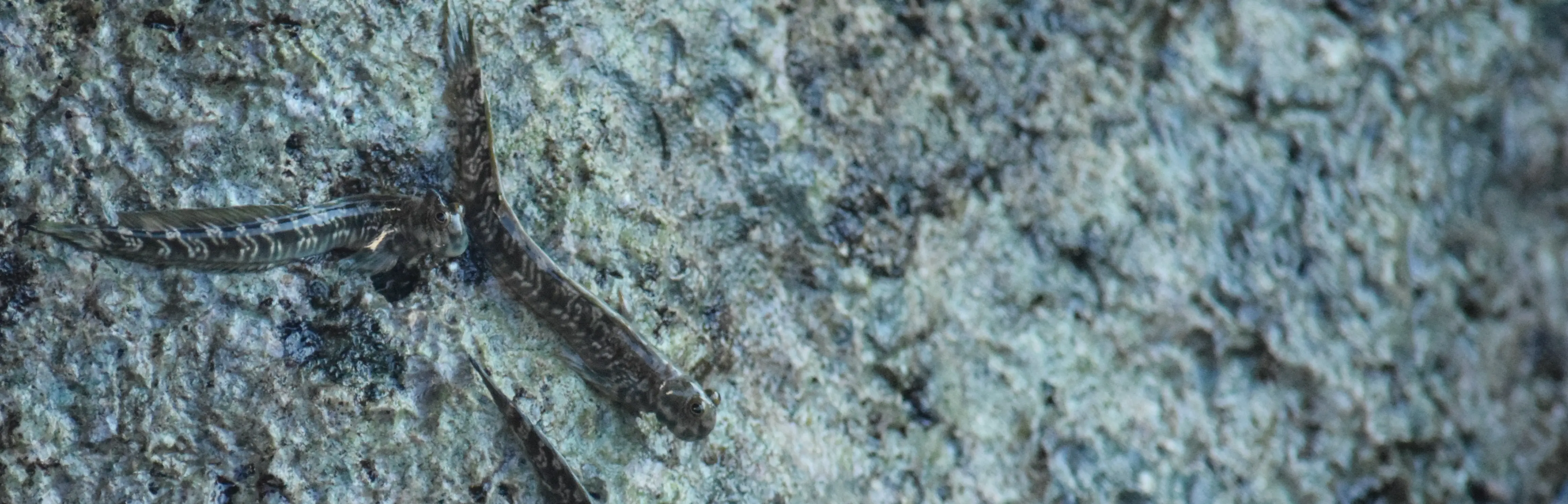 Macro photograph of Cook Islands biodiversity