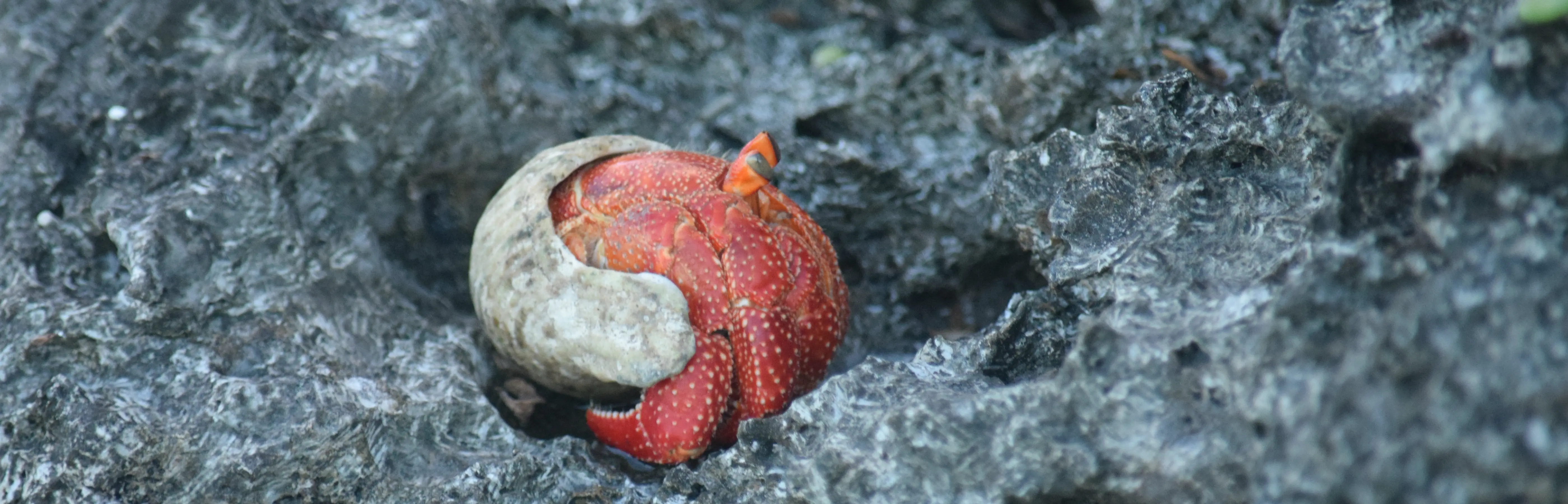 Macro photograph of Cook Islands biodiversity