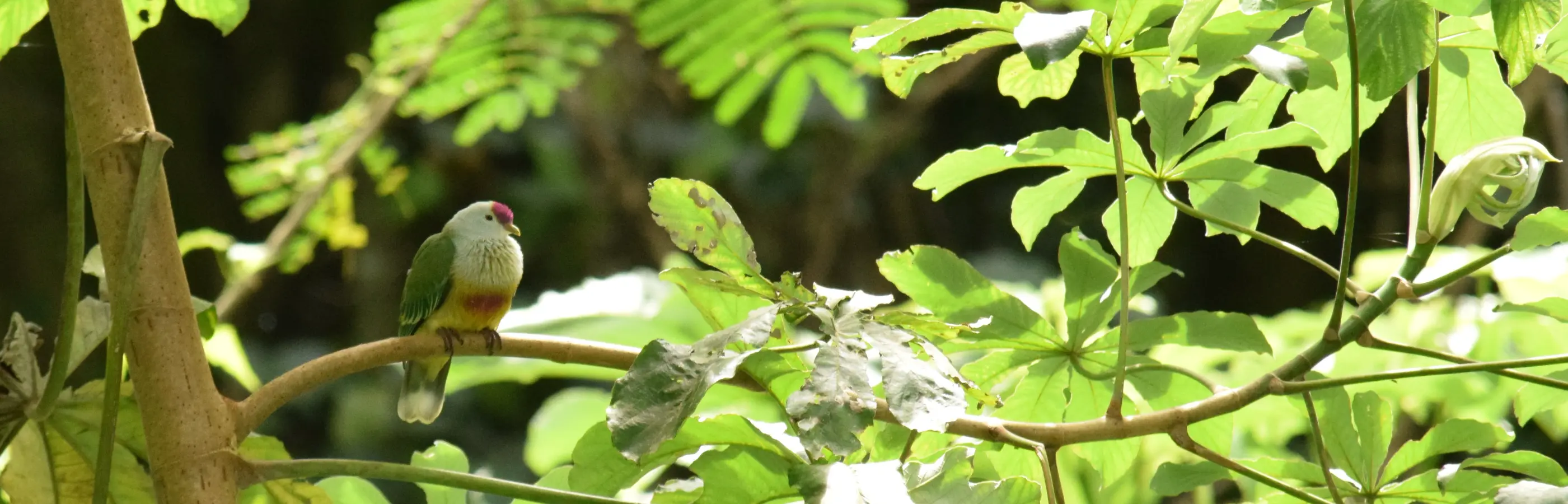 Macro photograph of Cook Islands biodiversity