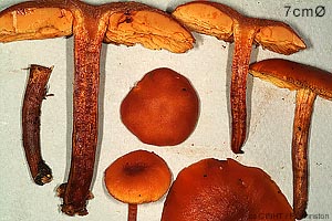 Gymnopilus liquiritiae