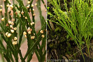 Whisk Fern