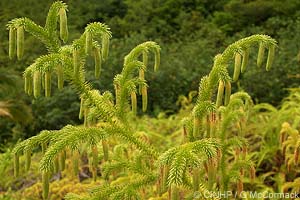 Nodding Clubmoss