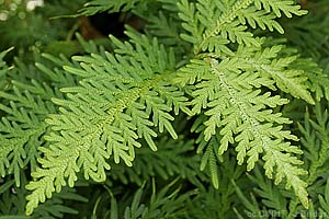 Spikemoss