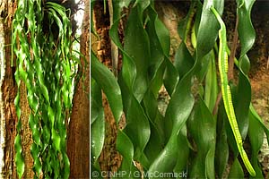 Ribbon Fern