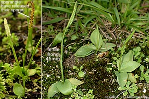 Stalked Adder's-tongue Fern
