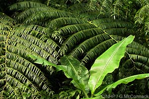 King Fern