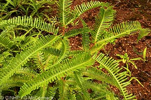 Tangle Fern