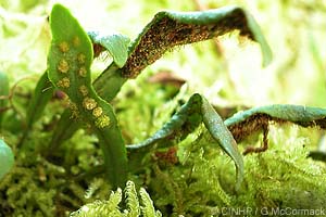Cloud Grass-fern