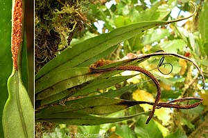 Tailed Fern