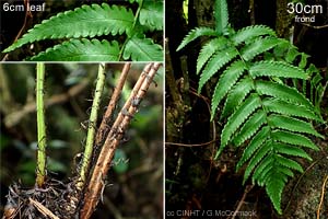 Polynesian Dryopteris Fern