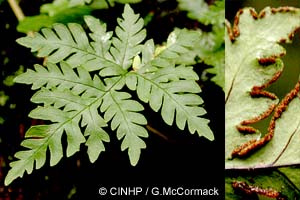 Cheilanthes Fern