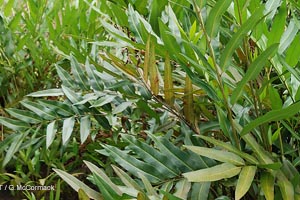 Leather Fern