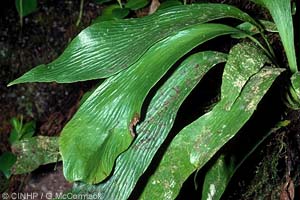 Antrophyum Fern