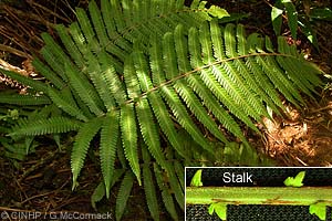 Sphaerostephanos Subpectinata