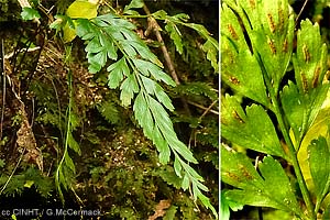 an asplenium