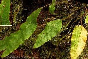 Hairy Tongue-fern