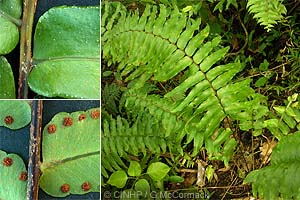 Lobeless Sword-fern