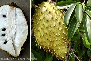 Soursop