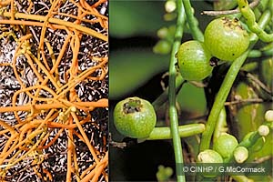Laurel Dodder