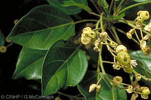 Mountain Lantern-tree