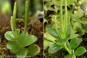 Montane Peperomia