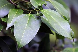 Polynesian Celtis