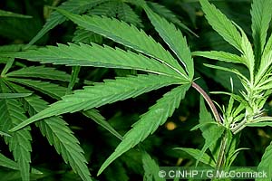 Cannabis