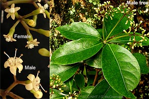 Birdlime Tree