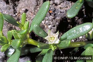 Sea Purslane