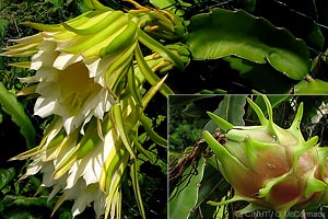 Dragon Fruit