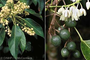 Polynesian Elaeocarpus