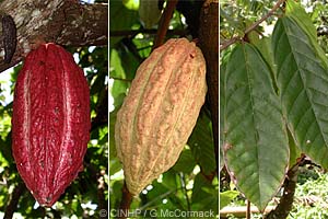 Cocoa Tree