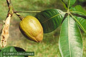 Guiana Chestnut