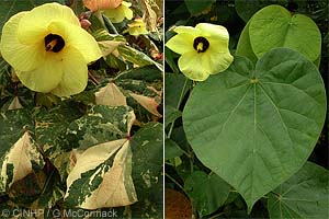 Tree Hibiscus