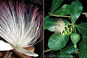 Barringtonia