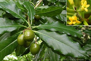 Cook Islands Pittosporum