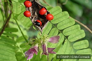 Crab's-eye Vine
