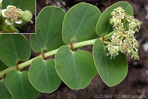 Polynesian Beach-spurge