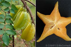 Carambola