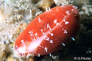 Fringed Cowrie