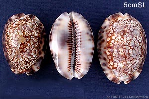 Reticulated Cowrie