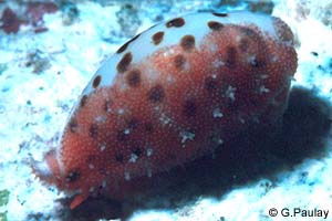 Punctate Cowrie