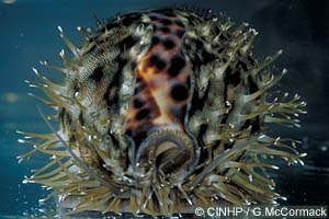 Tiger Cowrie