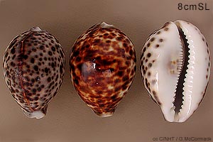 Tiger Cowrie