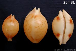 Globular Cowrie