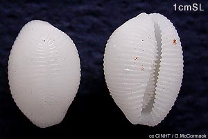 Little Rice-cowrie