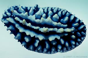 PHYLLIDIID sp.1