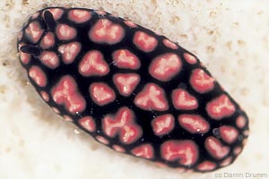 Liz's Phyllidiella