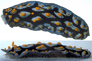 Phyllidia sp.1 of Hawai‘i